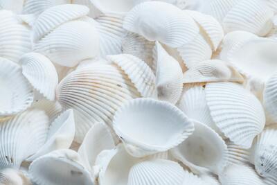 Shell Candle